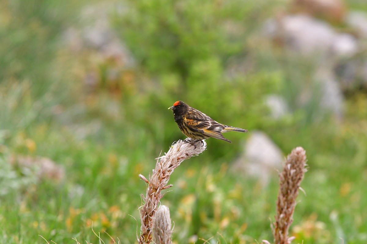 Улаан духт серин - ML639018494