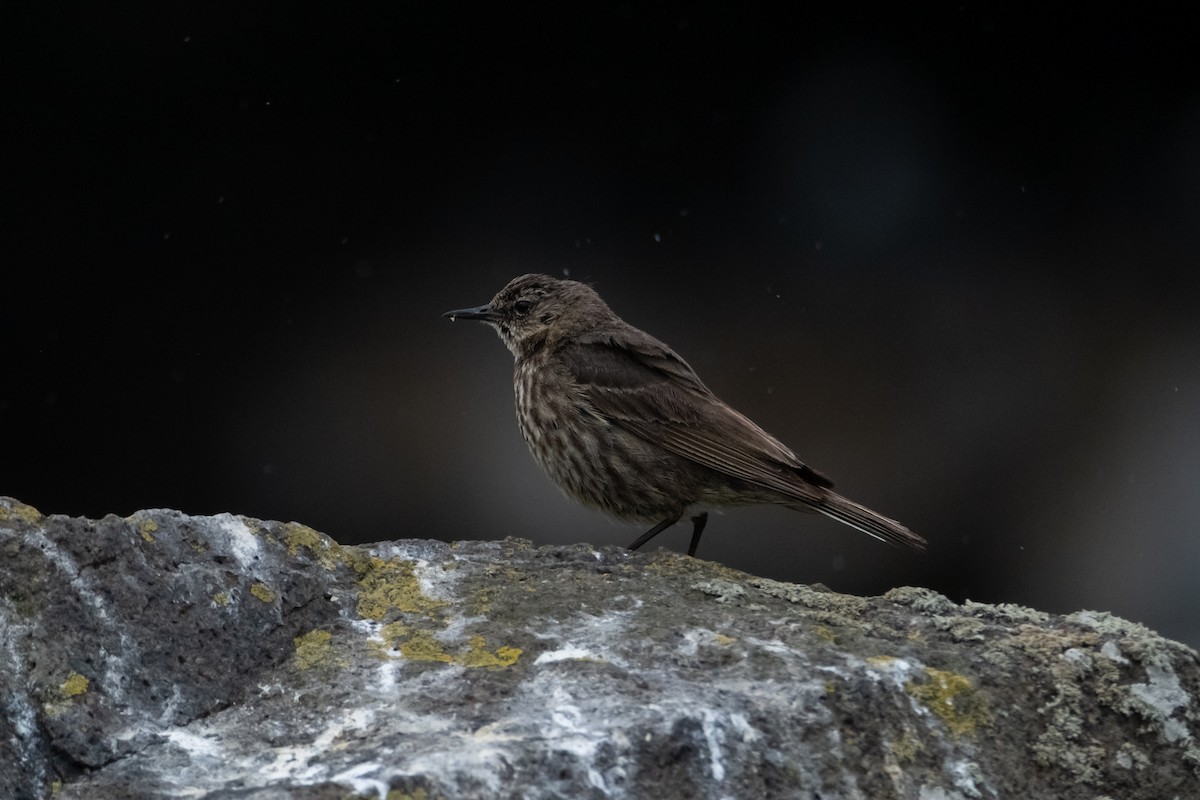 Rock Pipit - ML639018514