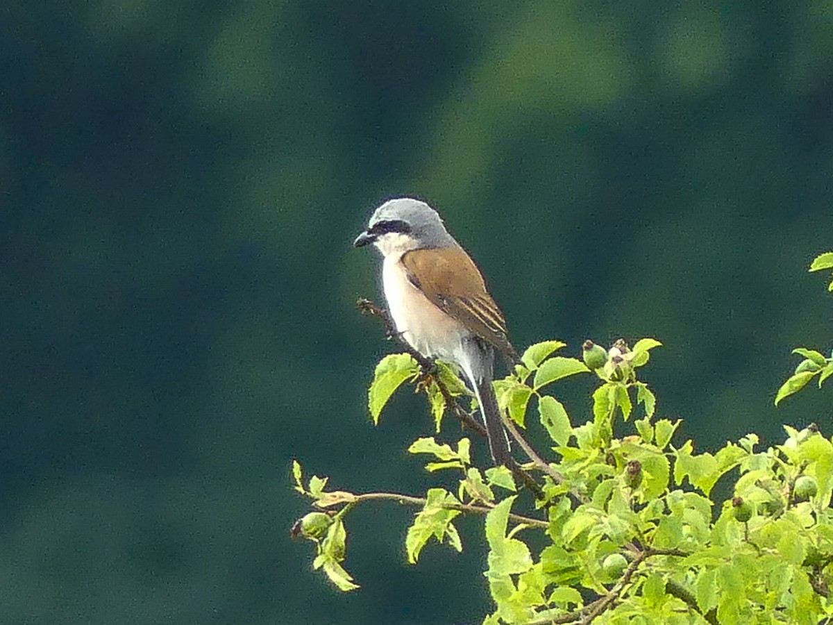 Red-backed Shrike - ML639018539