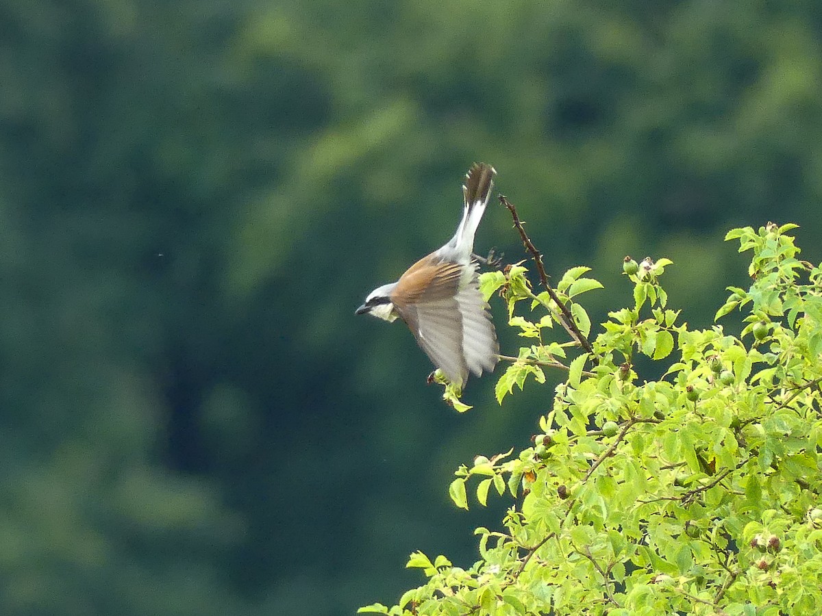 Red-backed Shrike - ML639018540