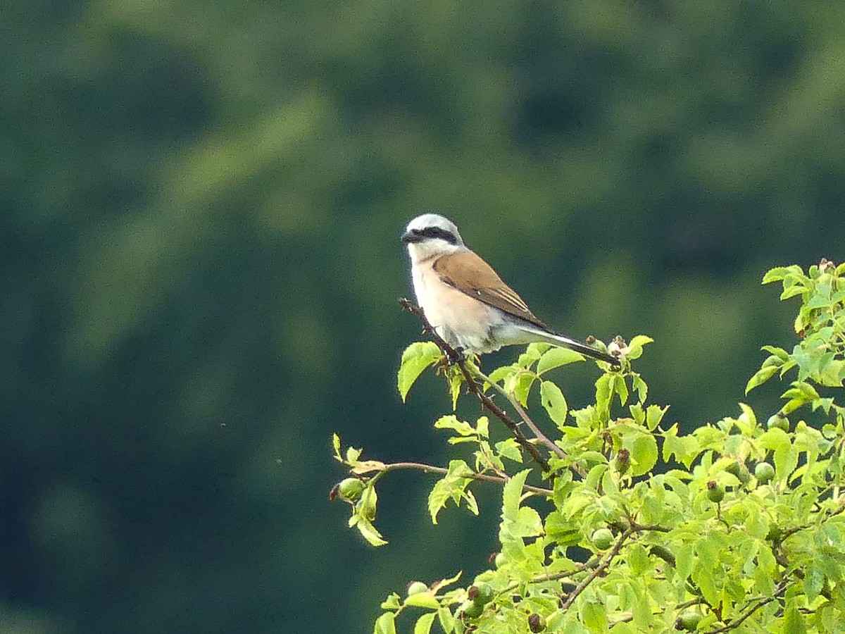 Red-backed Shrike - ML639018541