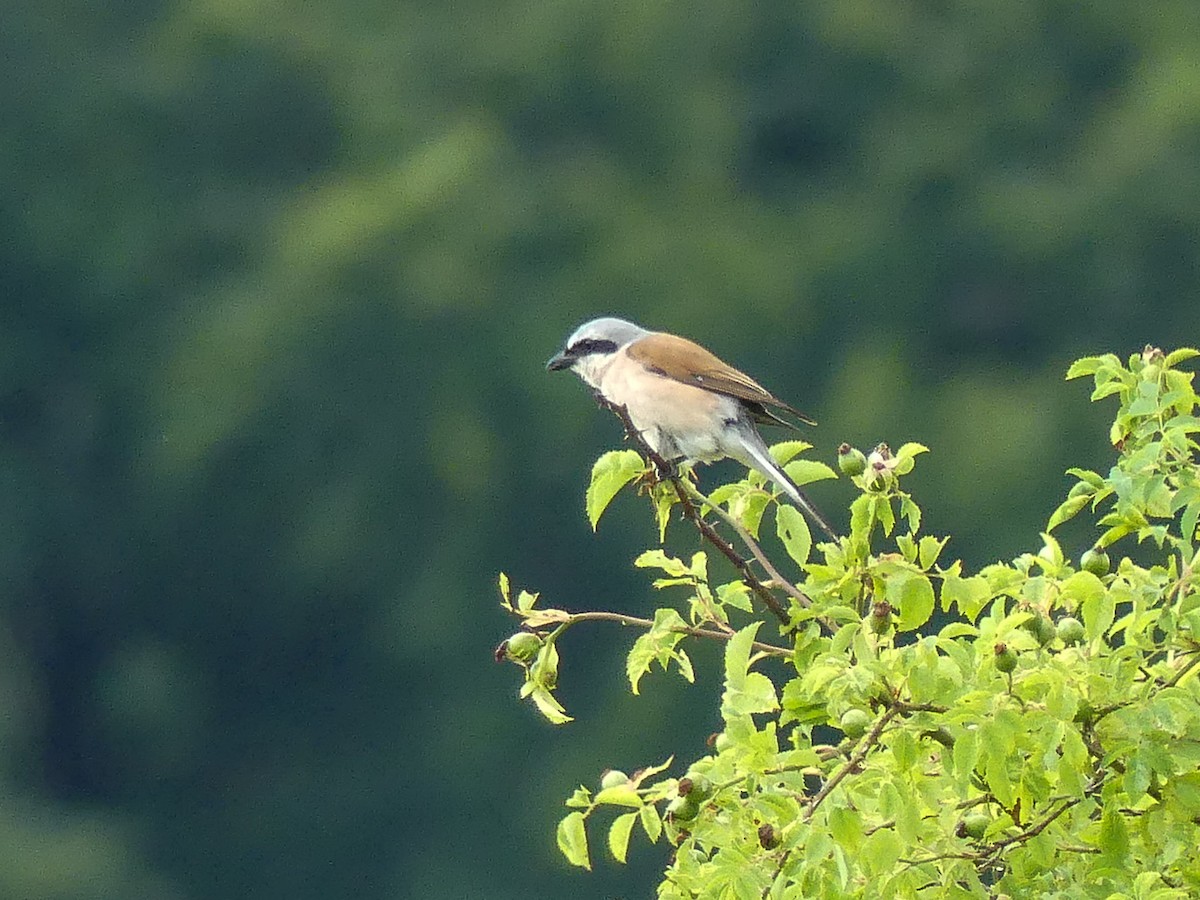 Red-backed Shrike - ML639018542