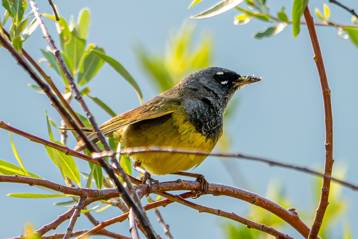 MacGillivray's Warbler - ML639018569