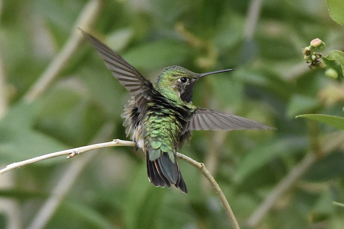Broad-tailed Hummingbird - ML639018598