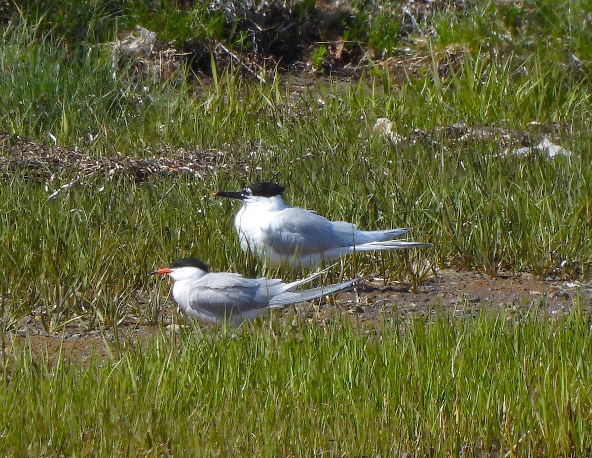 Sandwich Tern (Eurasian) - ML639018708