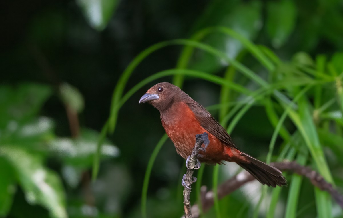 Crimson-backed Tanager - ML639018734