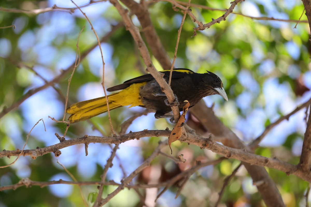 Yellow-winged Cacique - ML639018788