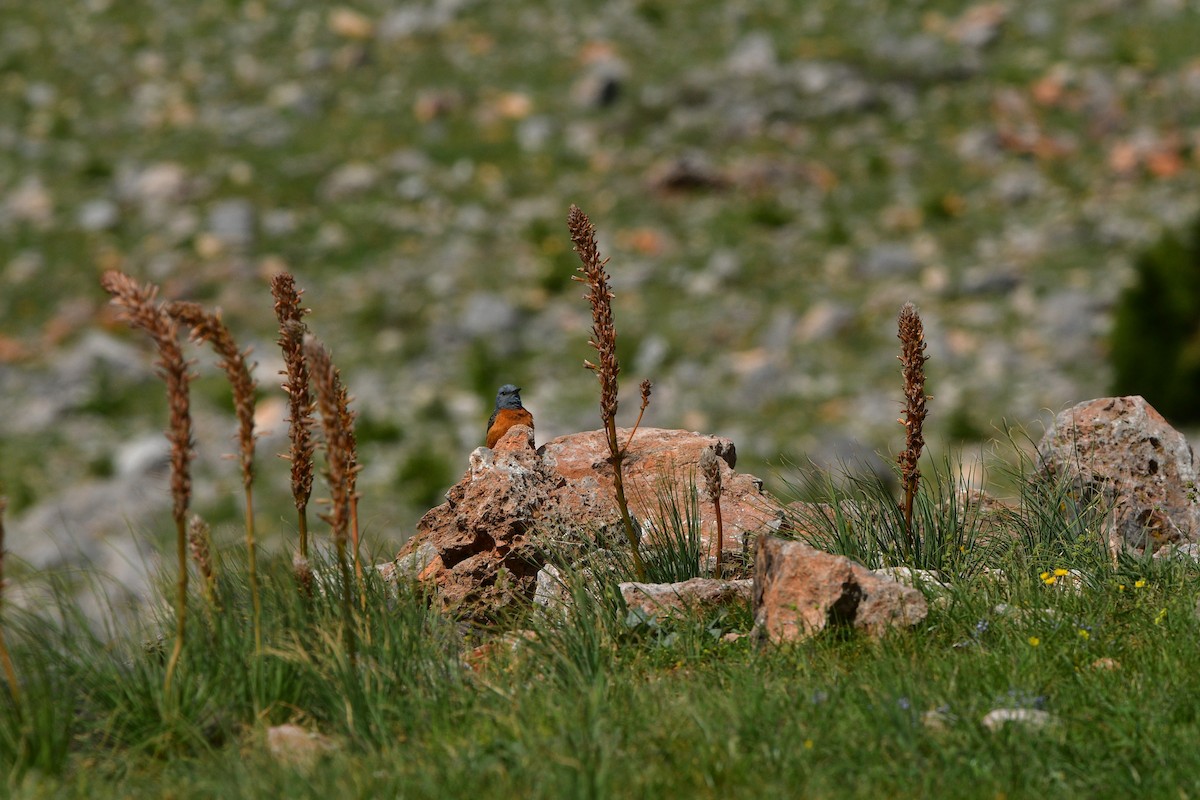 Хадны жижир - ML639018859