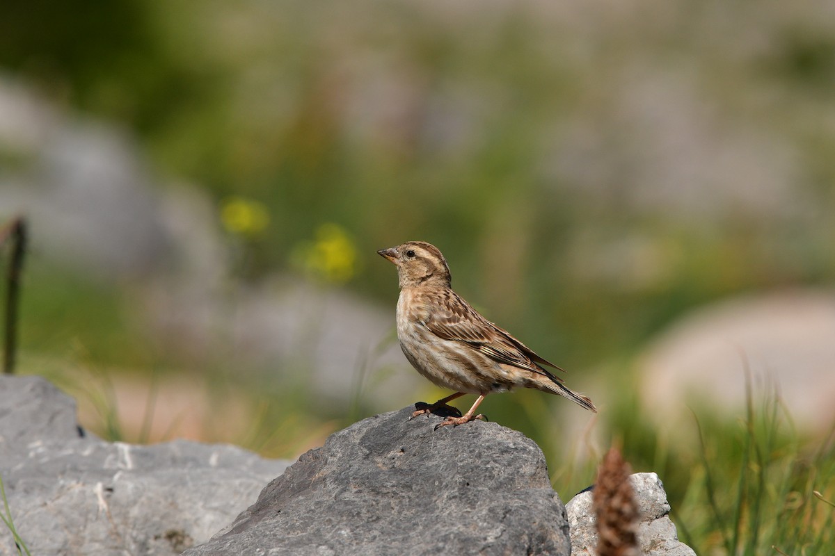 Хадны бор шувуу - ML639018863