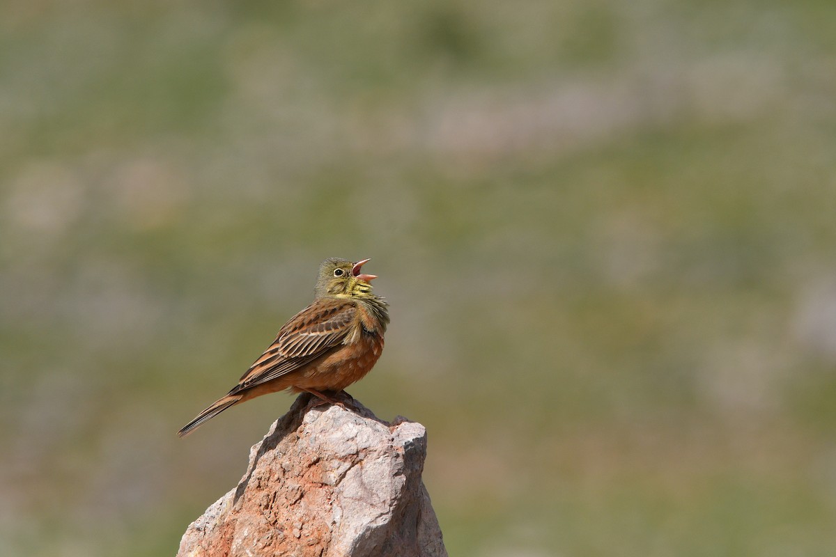 Алаг хөмрөг - ML639018873