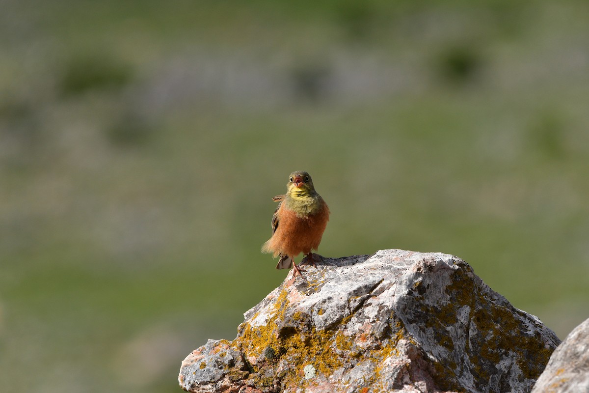 Алаг хөмрөг - ML639018874