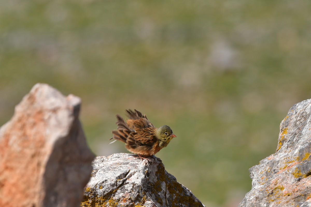 Алаг хөмрөг - ML639018875