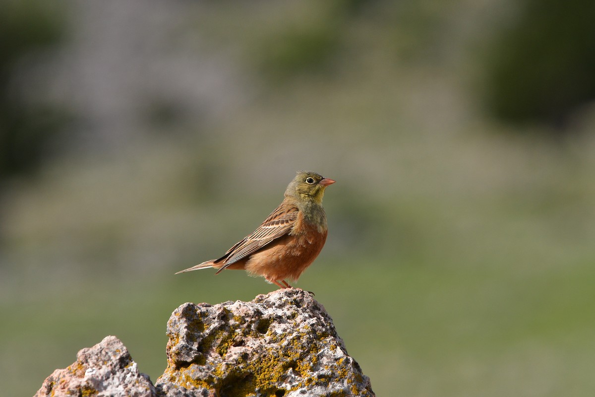 Алаг хөмрөг - ML639018876