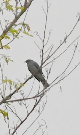 Indochinese Cuckooshrike - ML639018930