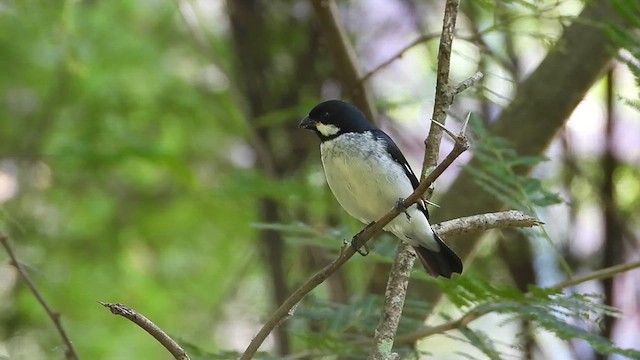 Lesson's Seedeater - ML639018945