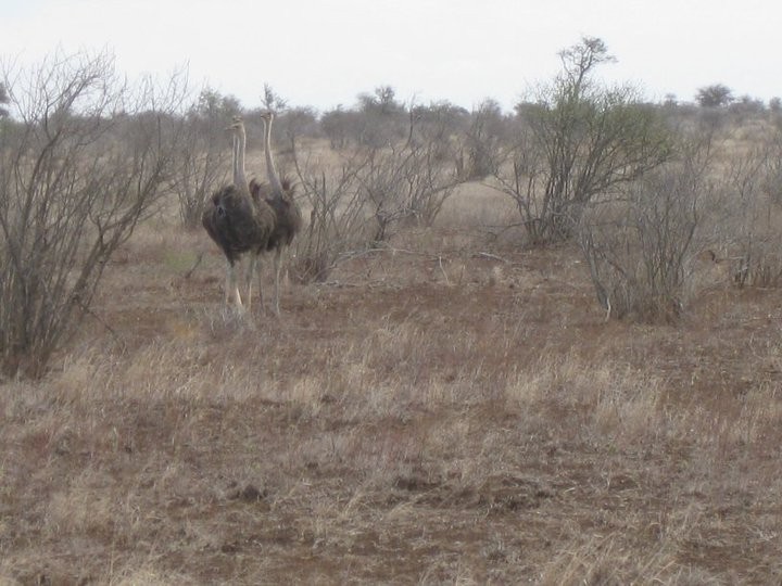 Common Ostrich - ML639018958