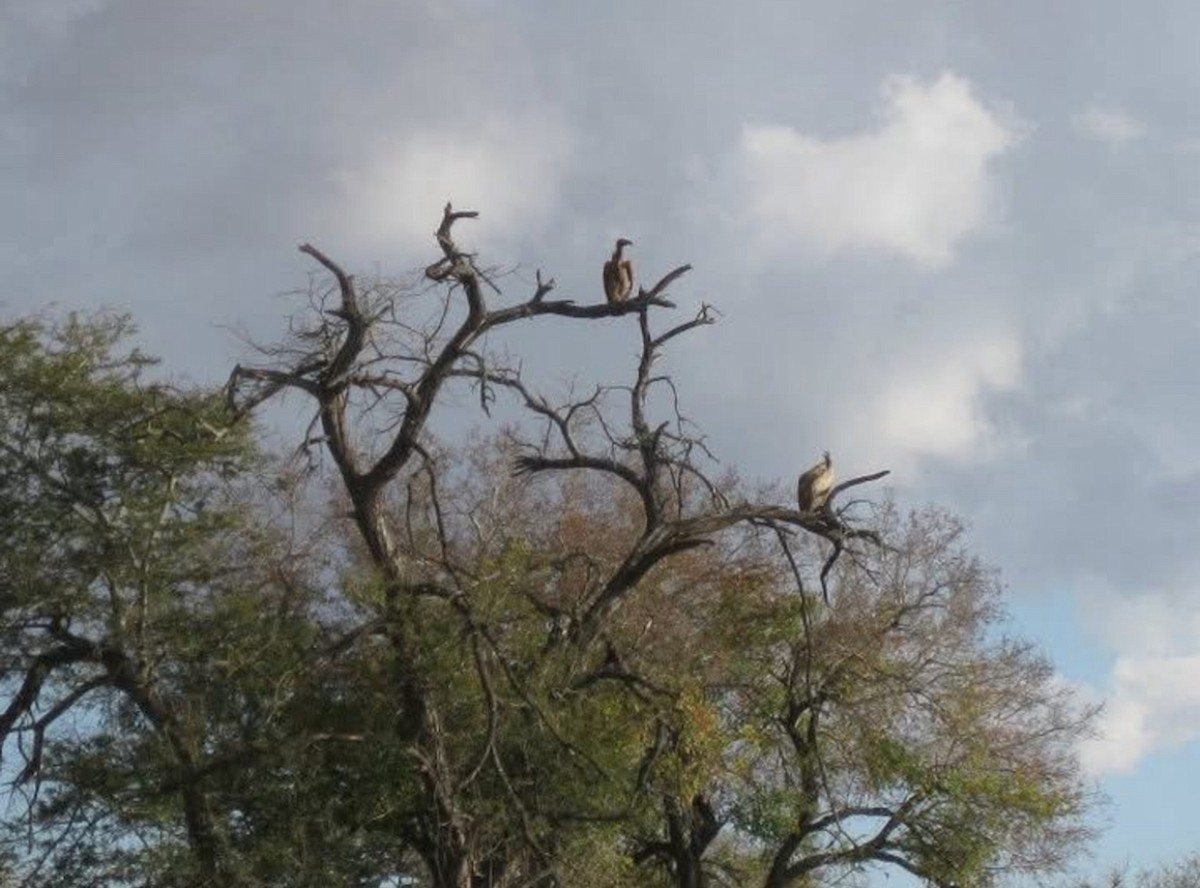 White-backed Vulture - ML639018964