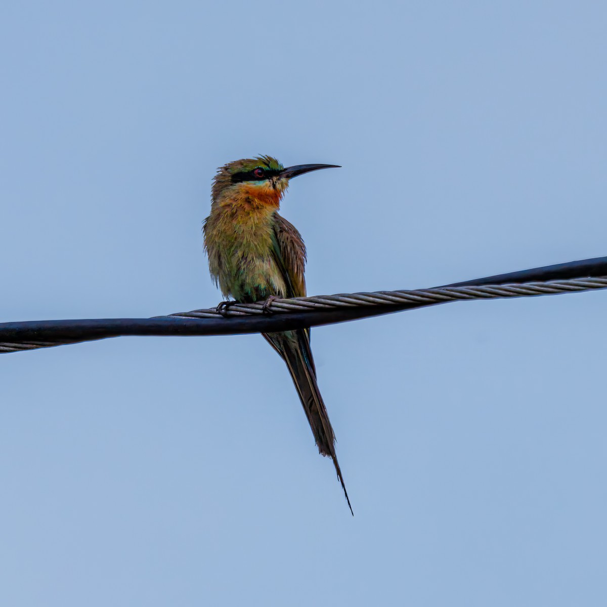 Blue-tailed Bee-eater - ML639018976