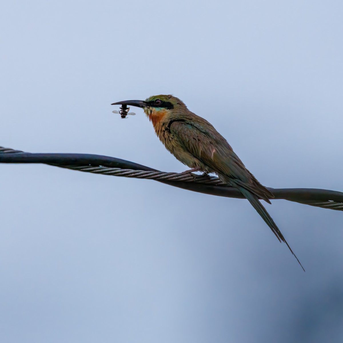 Blue-tailed Bee-eater - ML639018977