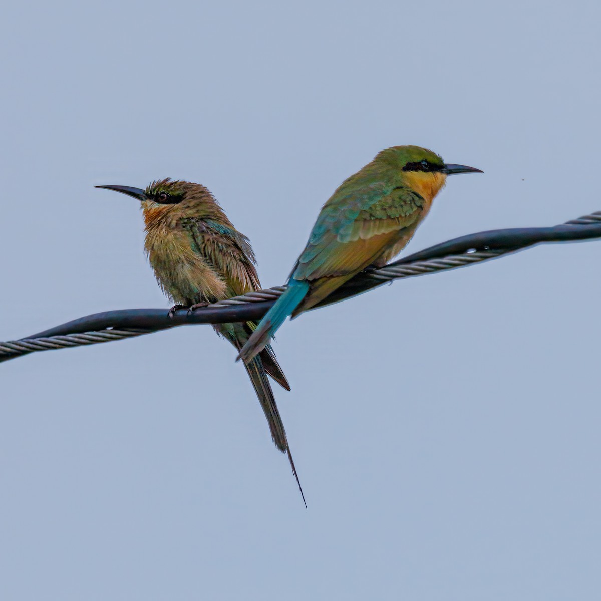 Blue-tailed Bee-eater - ML639018978