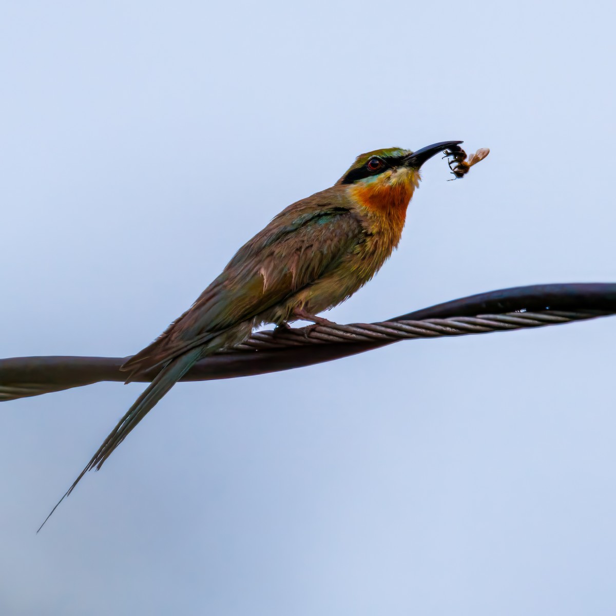 Blue-tailed Bee-eater - ML639018979