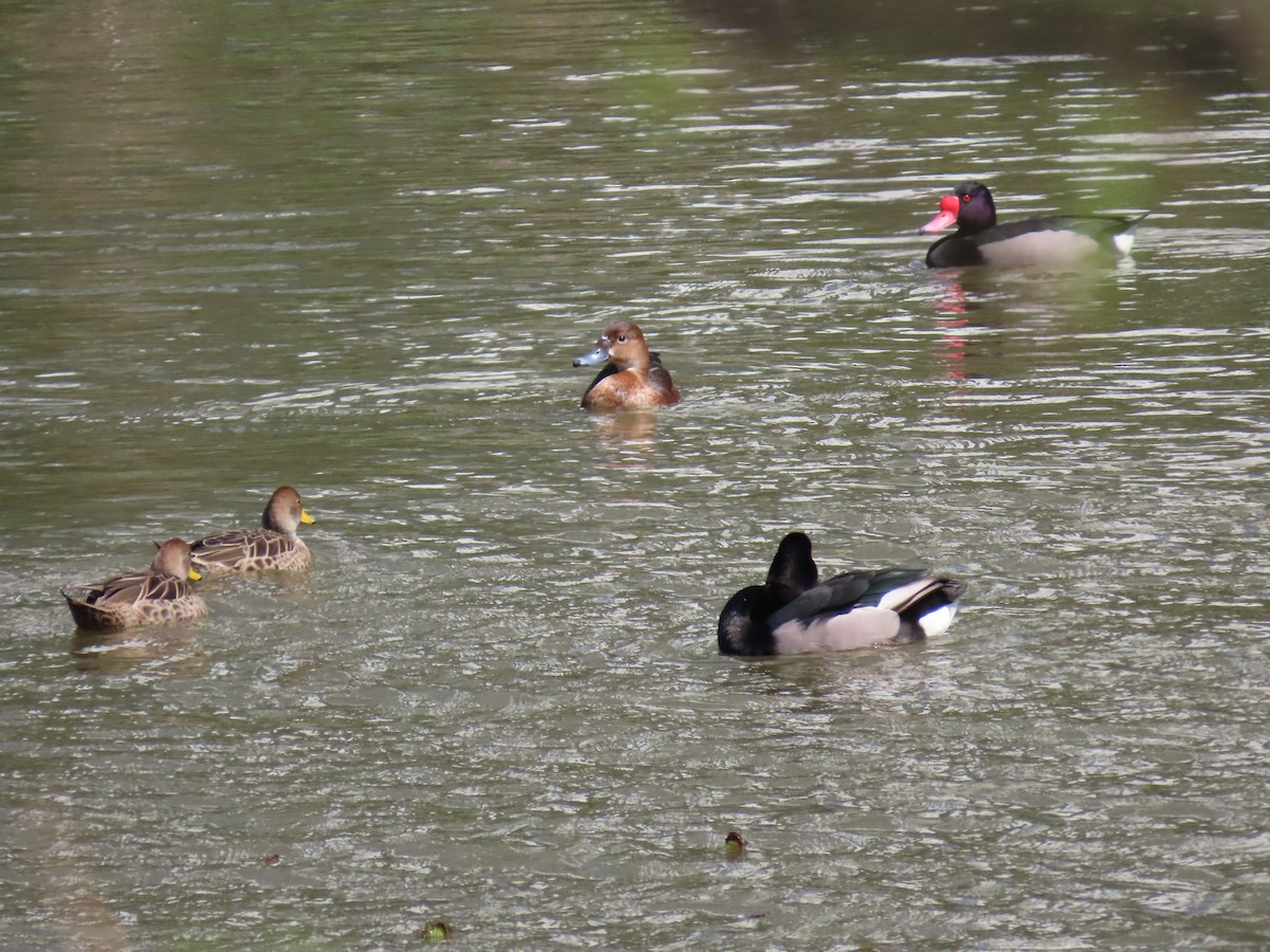 Yellow-billed Pintail - ML639019000