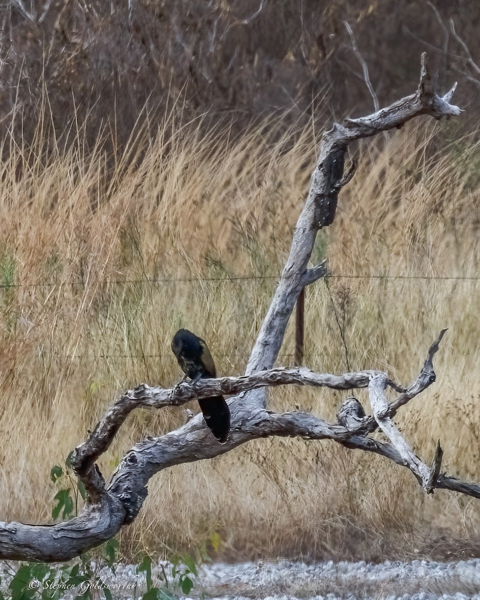 Pheasant Coucal - ML639019119