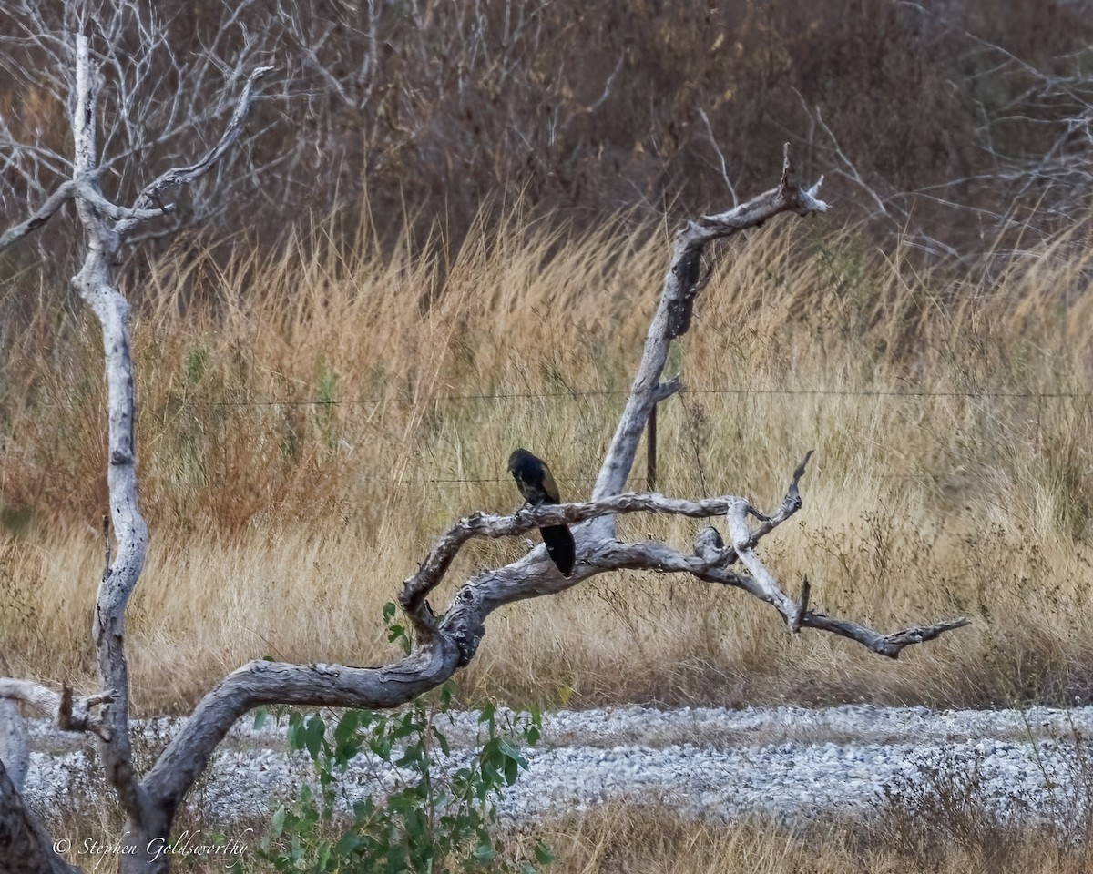 Pheasant Coucal - ML639019121