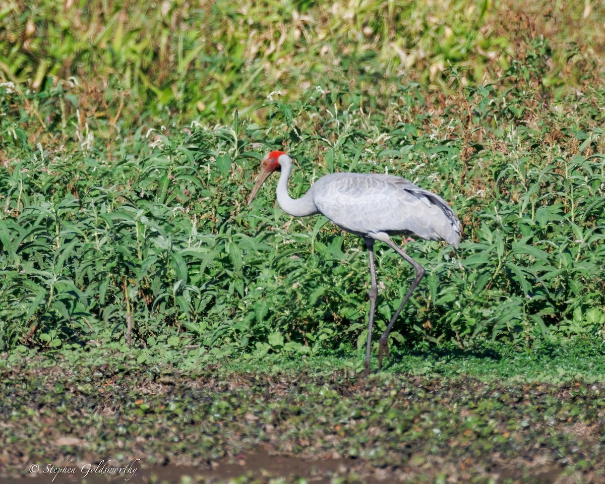 Brolga - ML639019131