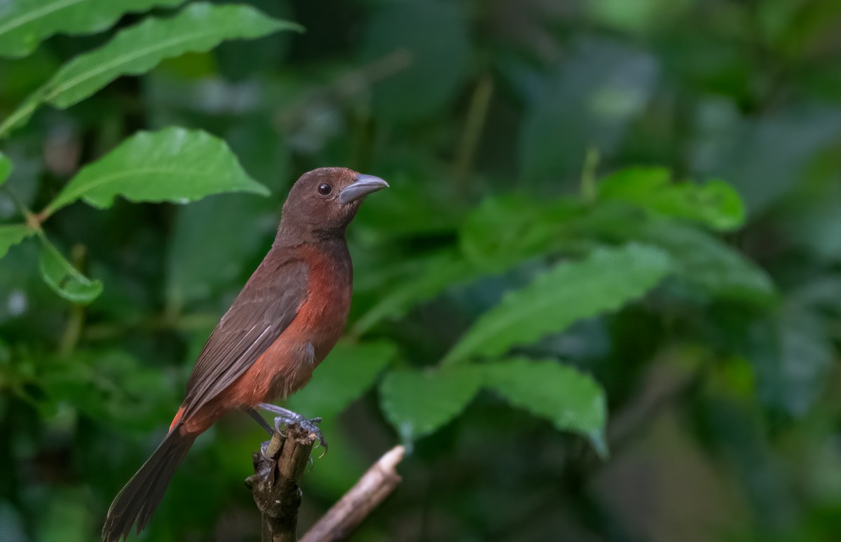 Crimson-backed Tanager - ML639019190