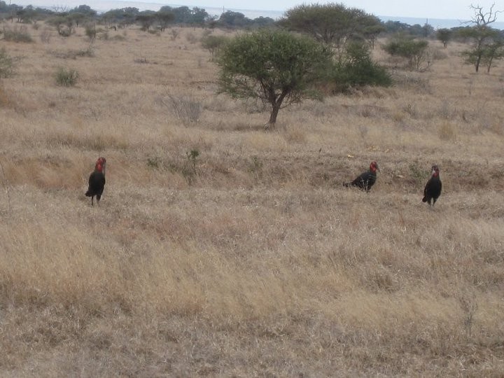 Southern Ground-Hornbill - ML639019215