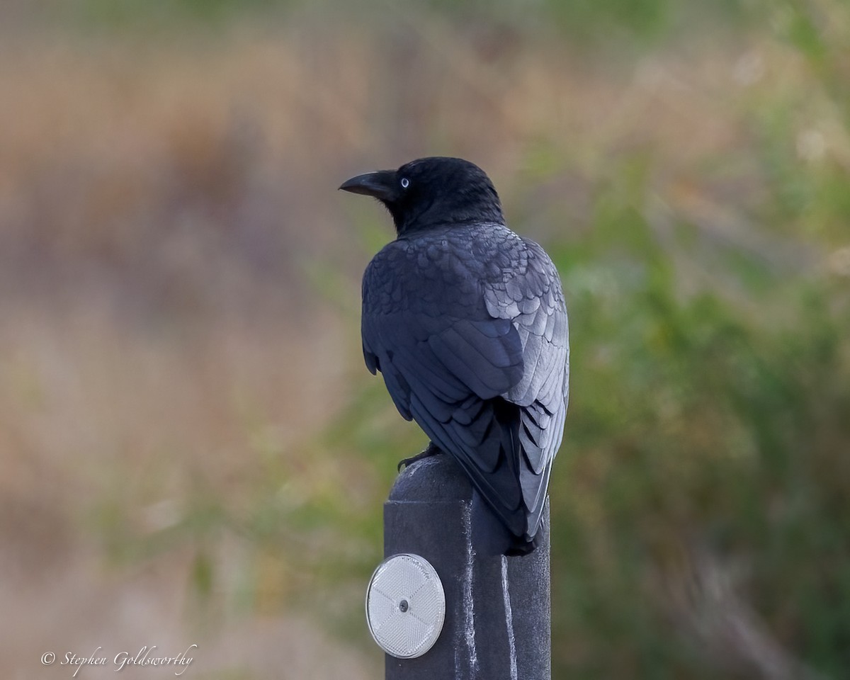 Torresian Crow - ML639019236