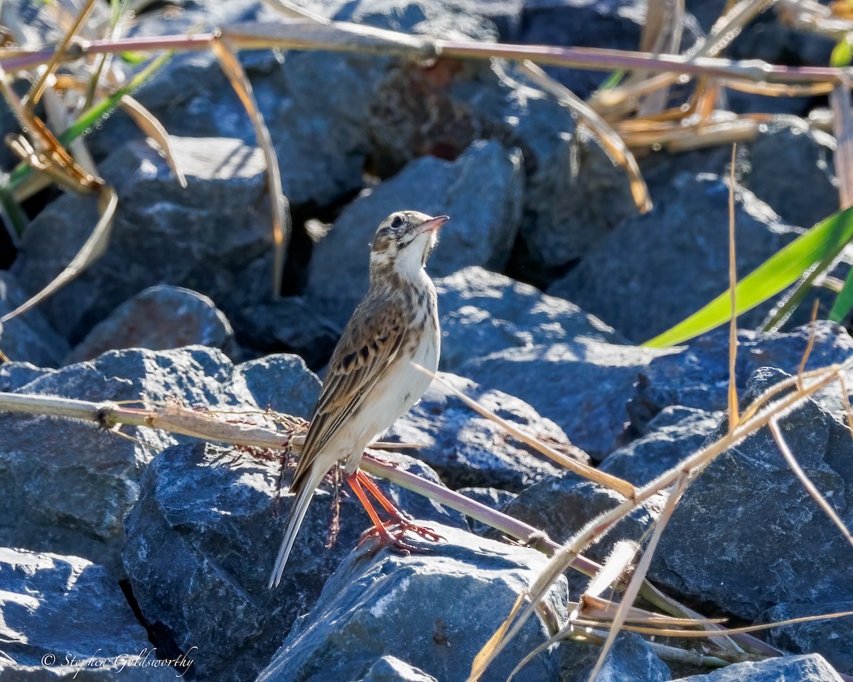 Australian Pipit - ML639019274