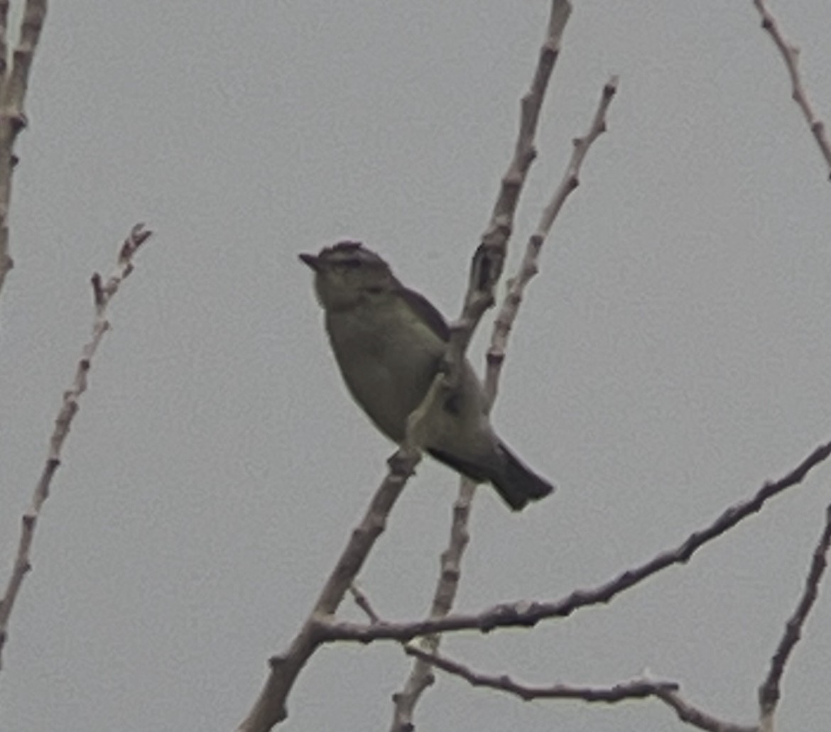 Red-eyed Vireo - ML639019336