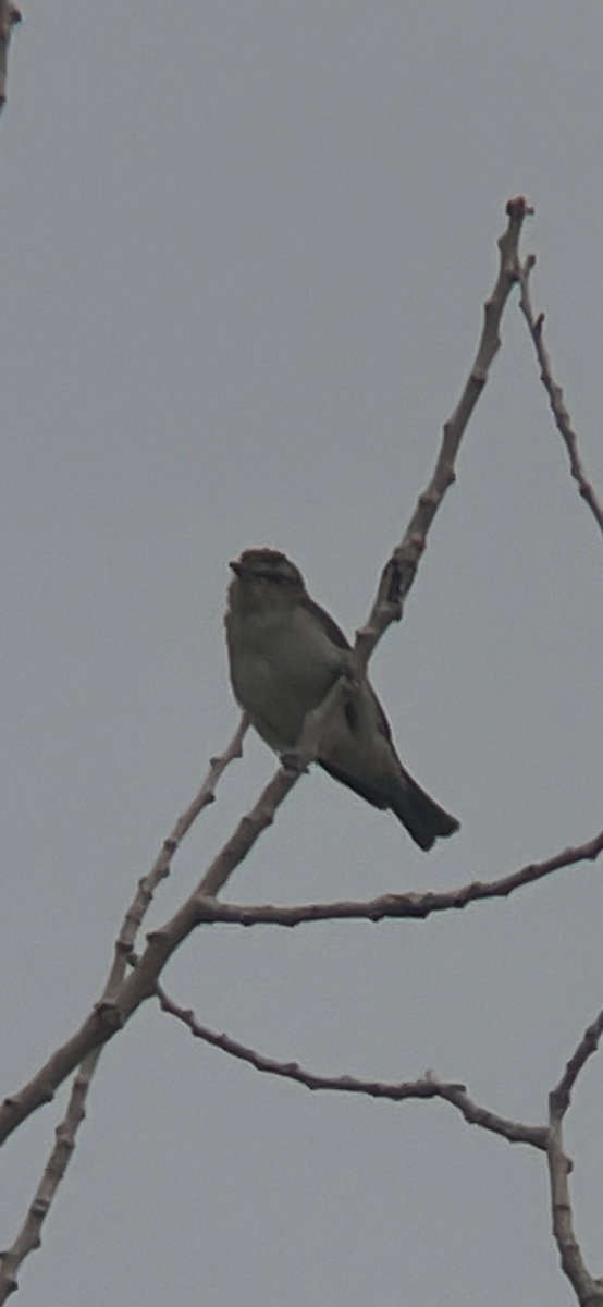 Red-eyed Vireo - ML639019338