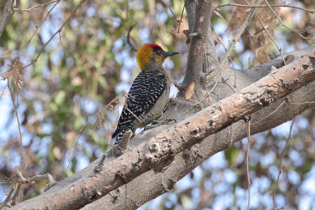 Golden-cheeked Woodpecker - ML639019363