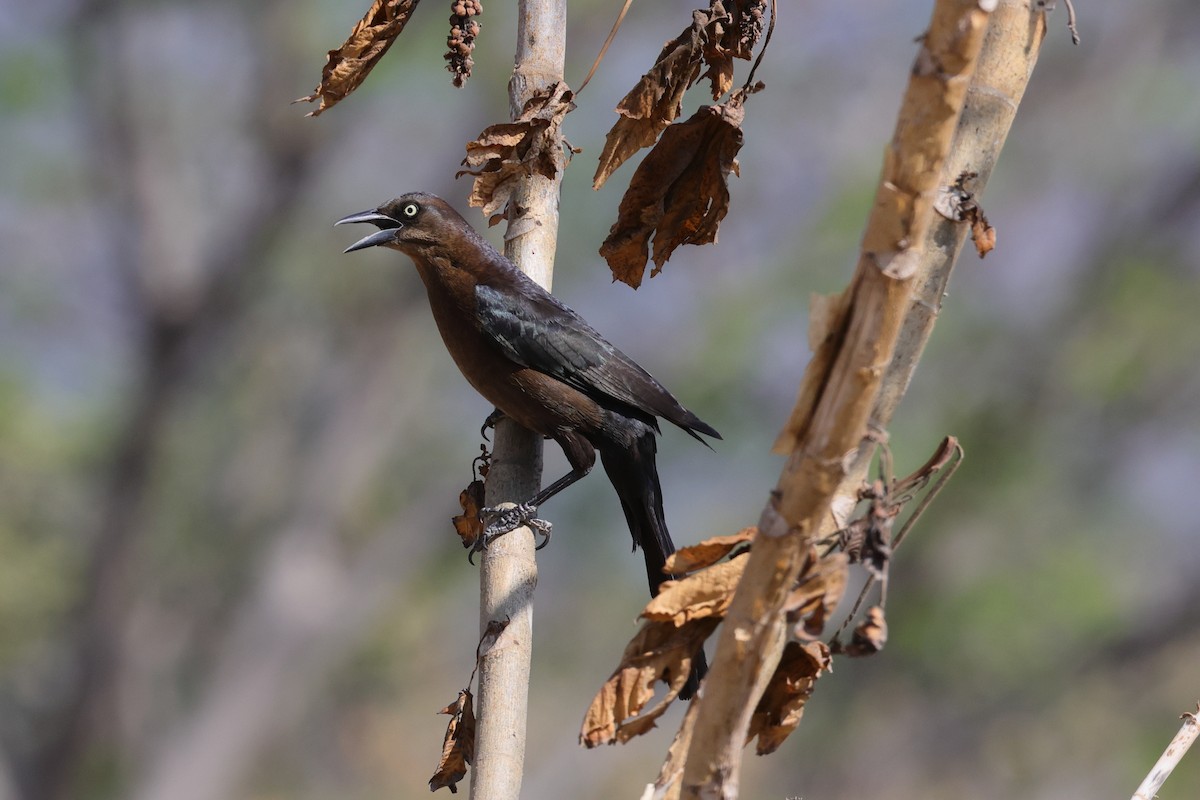 Great-tailed Grackle - ML639019367