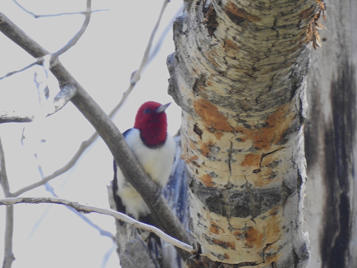 Red-headed Woodpecker - ML639019376