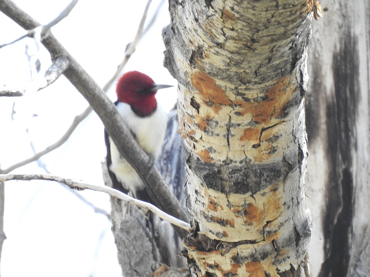 Red-headed Woodpecker - ML639019377