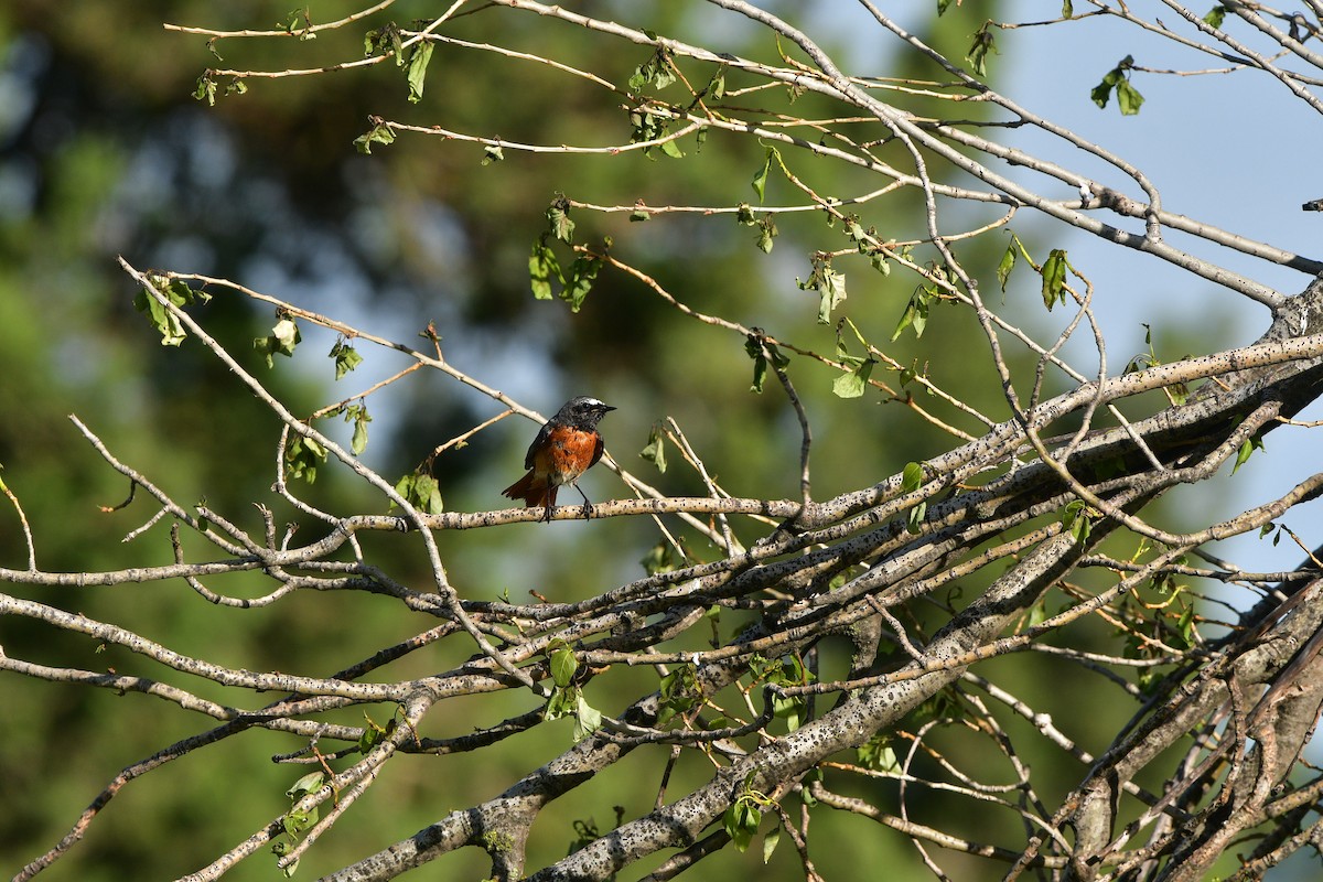 Эгэл гал сүүлт - ML639019413