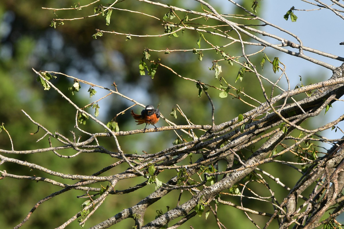 Эгэл гал сүүлт - ML639019414