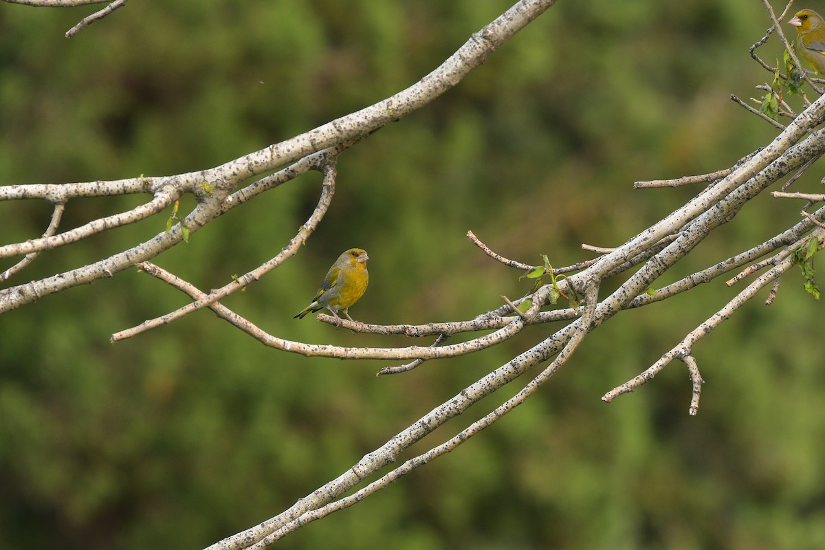 Эгэл ногоолдой - ML639019424