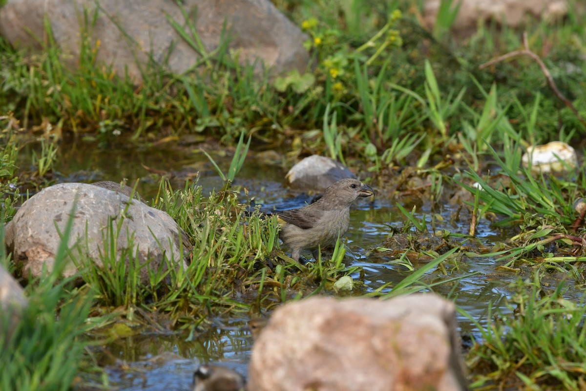 Гацуурын солбин хошуут - ML639019430
