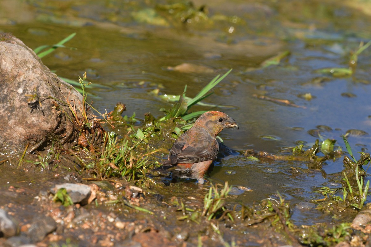 Гацуурын солбин хошуут - ML639019431