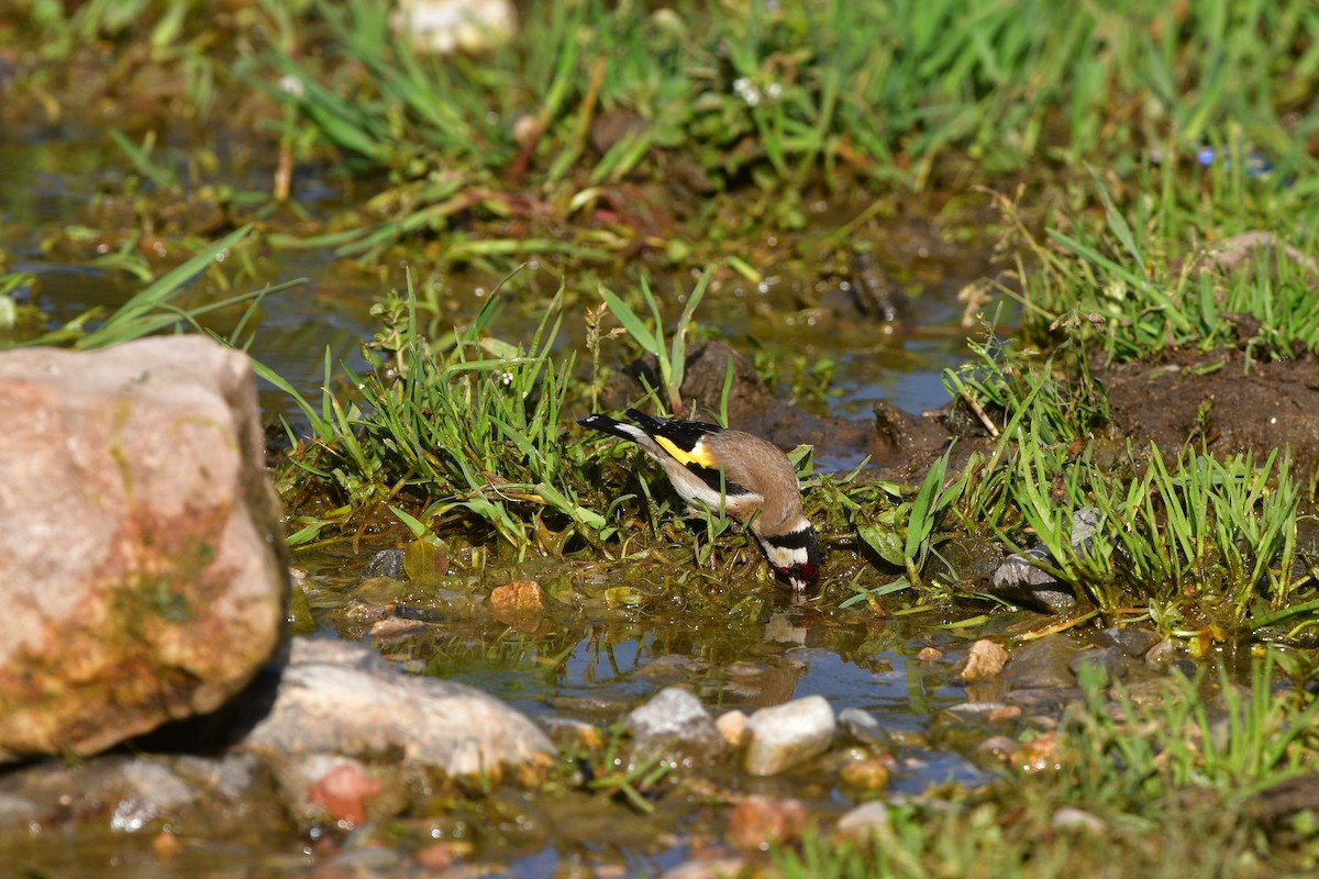 Бор бужирга - ML639019432