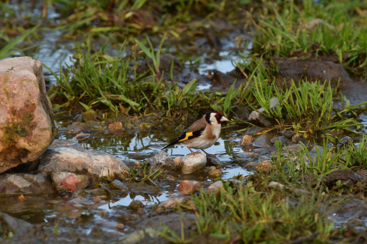 Бор бужирга - ML639019433