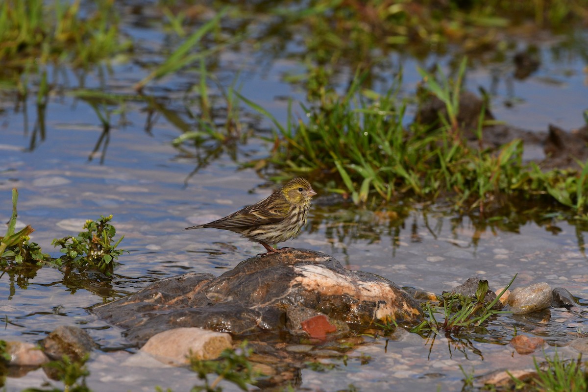 European Serin - ML639019440