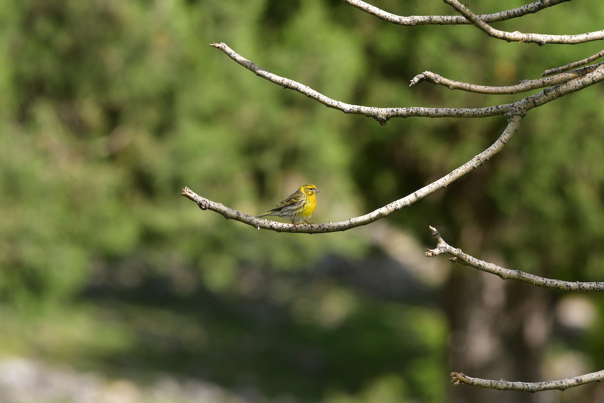European Serin - ML639019441