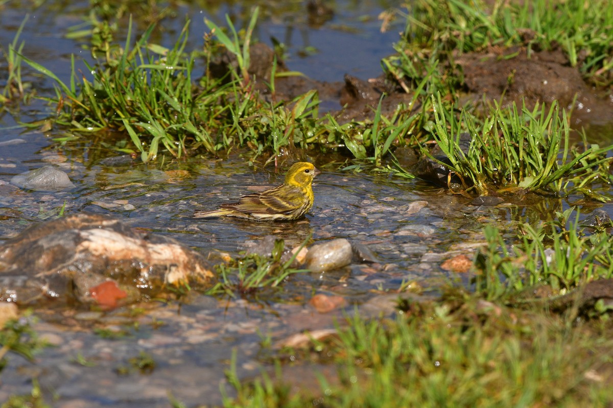 European Serin - ML639019442