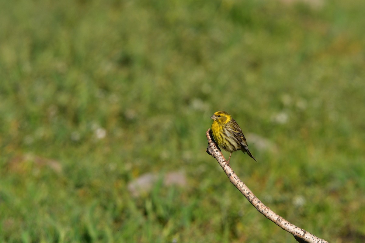 European Serin - ML639019443
